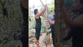 string beans trellis lumang spring ng foam ang ginamit ko Jan #healthylifestyle #sustainablesolution