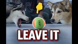 Can Our Huskies Resist Their Favourite Toy for 20 Seconds? (Nala FAILED😭)