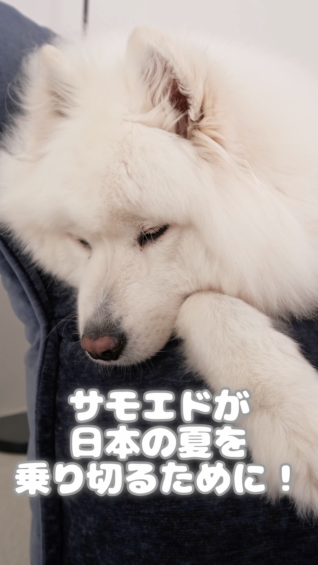 I bought the latest fan to help my Samoyed beat the heat! #Samoyed