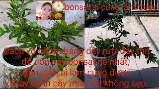 Cách uốn mai bonsai bằng dây rút nhựa, giúp cây mau thành phẩm, chơi mai cây kiểng nên xem!