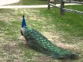 Pavo real cantando