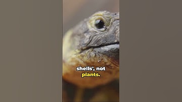 🐢🌿 Fossil Mystery Unveiled: Baby Turtles Masquerading as Plants...Turtwig? 🤔 #Shorts #fossilfriday