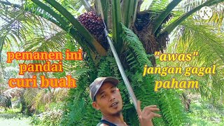 Panen Sawit Dengan Cara Curi Buah