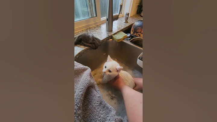 Watch the video about Perico Did Not Enjoy his First Bath #shorts #short #kitten #cat