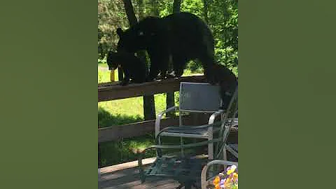 Bears on my deck