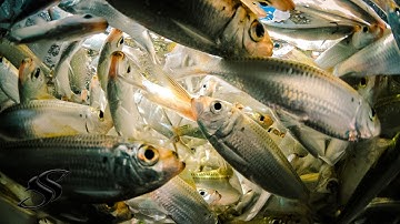 How to Castnet Pilchards & Pinfish On the Flats - An EASY Bait Catching Tutorial