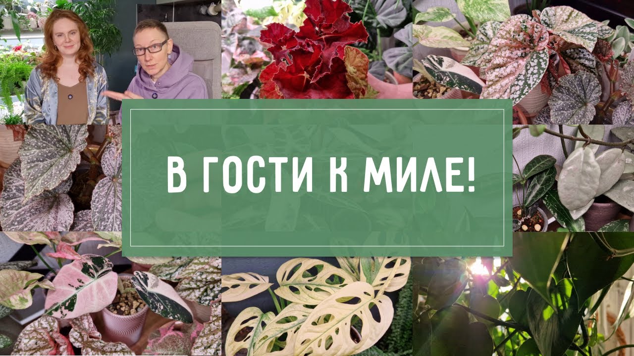 АЙДА В ГОСТИ! ОБЗОР РАСТЕНИЙ прекрасной МИЛЫ!