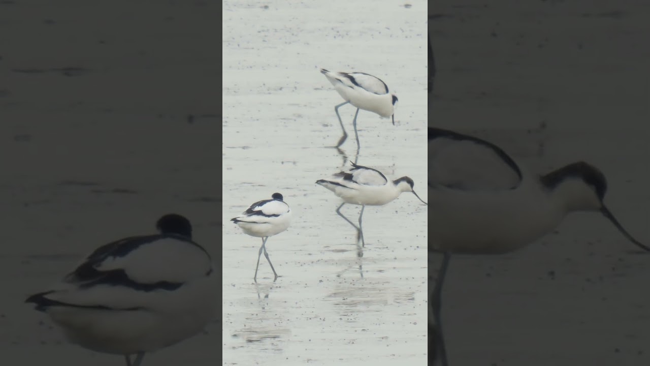 Avocets feeding  #ukwildlife #birds #wildlife #birding