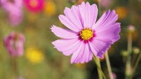 الشيخ عبد الفتاح الشعشاعى رحمه الله@ ما تيسر من سورة الروم