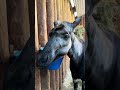 Okapi (Okapia johnstoni), Der grüne Zoo Wuppertal, 2025