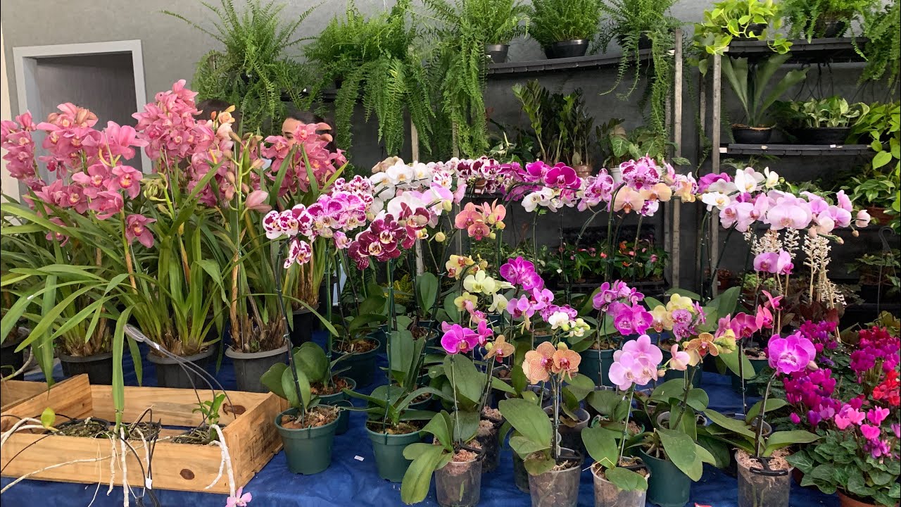 XXII EXPOSIÇÃO DE ORQUÍDEAS DE APARECIDA DE GOIÂNIA 