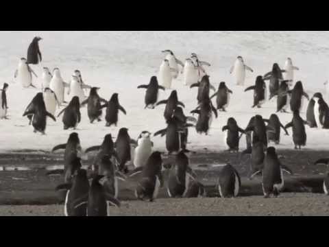 Discover Antarctica's abundant