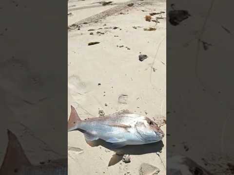 Drone fishing made