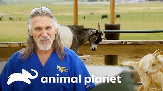 Dr. Jeff es llevado al 'Cielo de las cabras miotónicas' | Dr. Jeff, Veterinario | Animal Planet