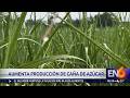PRODUCCIÓN AZUCARERAS HA CRECIDO