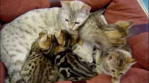 Watch the video about BENGAL CAT Snow Leopard Mom Nursing her 4 KITTENS
