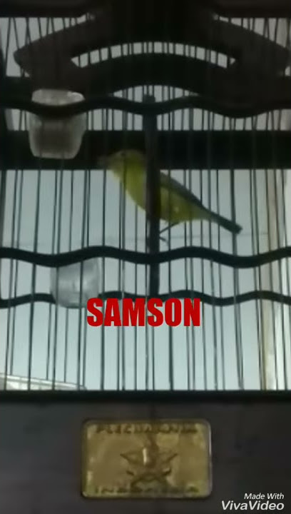 Pleci wangi-wangi SAMSON volume     isian mewah speed rapet.