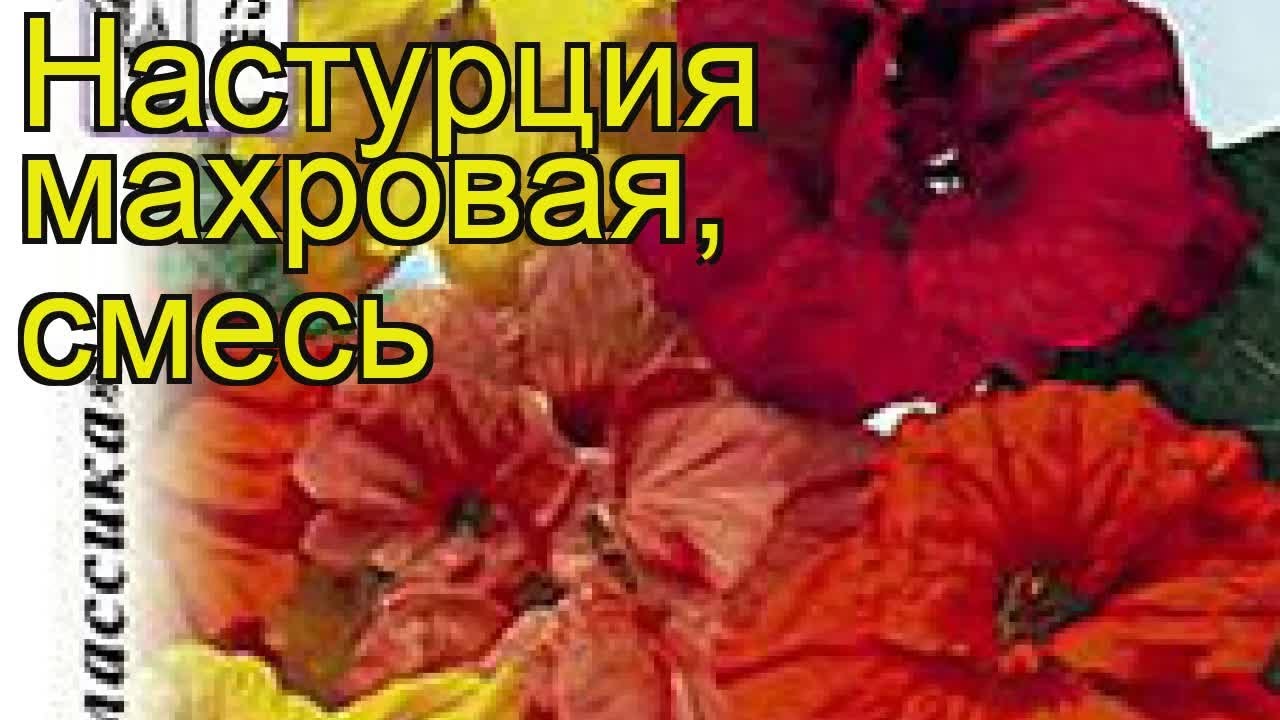 Настурция махровая. Краткий обзор: Настурция махровая описание ...
