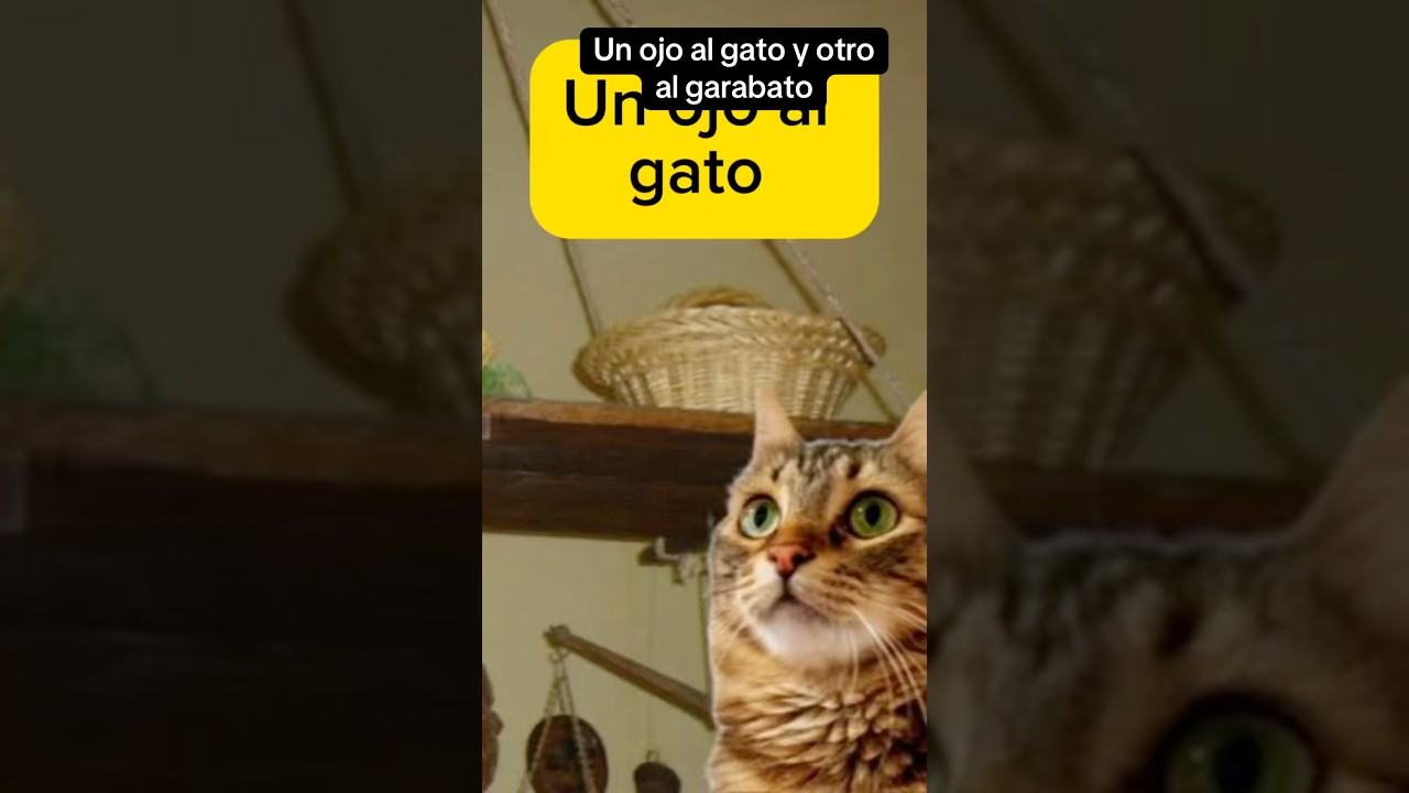 “Un ojo al gato y otro al garabato” ¿cuál es el origen de esta expresión mexicana?