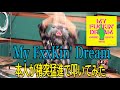 GREED FIVE EGG&#39;S「My FxxKin&#39; Dream」本人が猪突猛進で叩いてみた