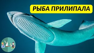 Тайны Симбиоза: Рыба-ремора и ее большие друзья