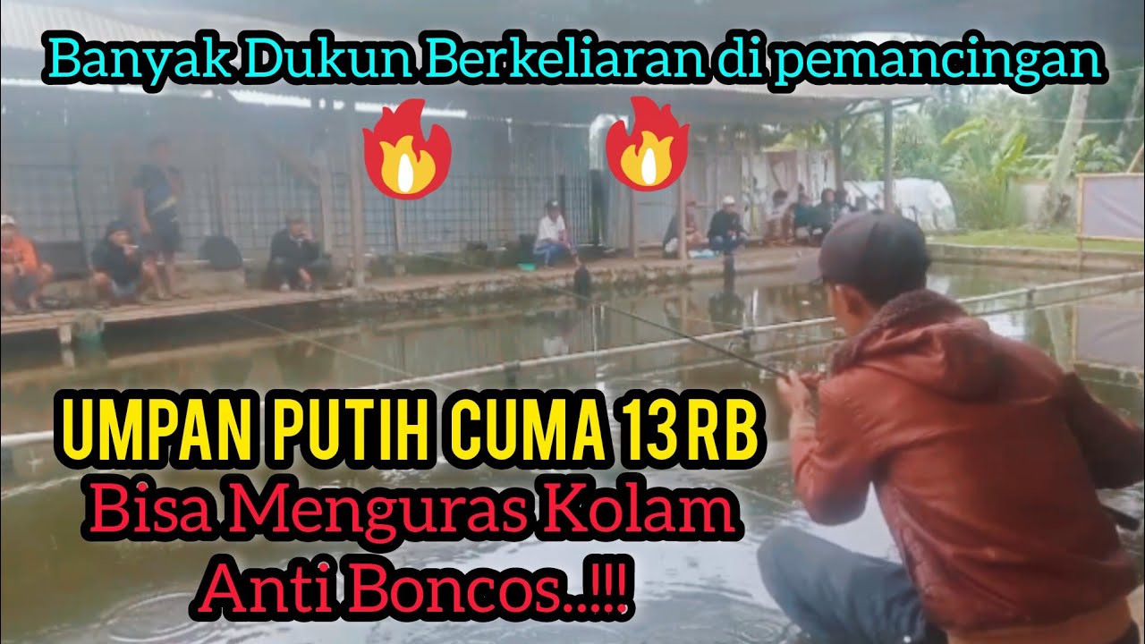 UMPAN JITU PUTIH CUMA 13RB‼️TANPA ESSEN❗❗TIKET 120RB FULL BISA HABISIN IKAN DI KOLAM ANTI BONCOS BOS