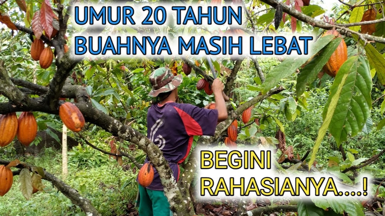 PANEN KAKAO LOKAL PART. 1 | BUAHNYA LEBAT,  TIPS BUDIDAYA KAKAO
