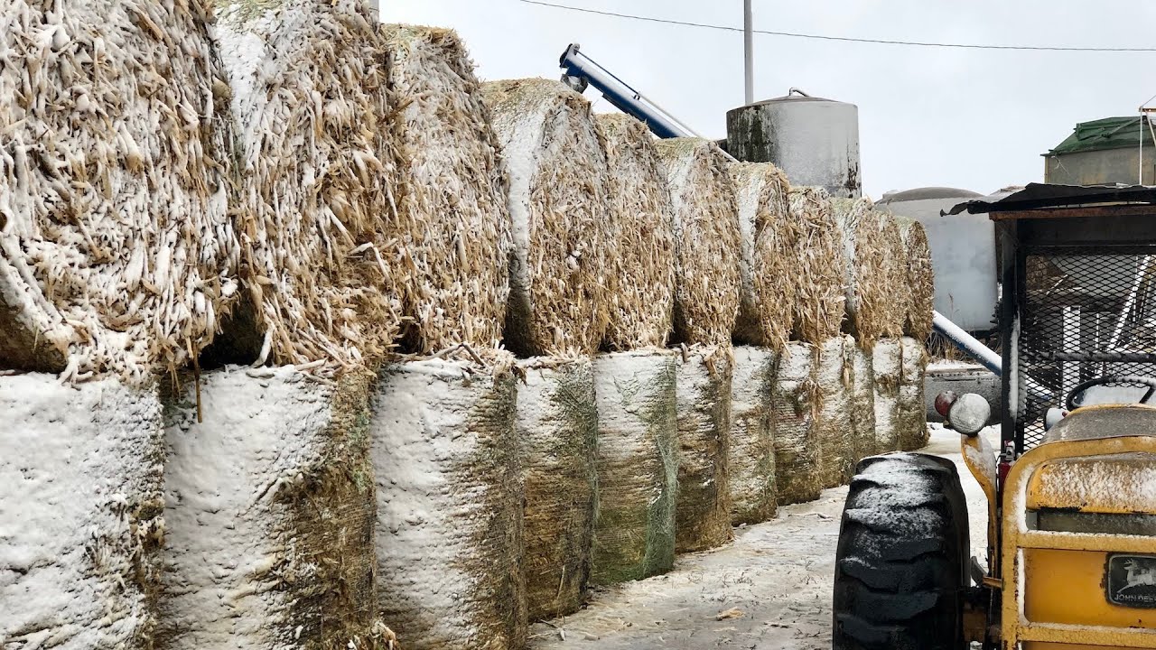 Corn Stalk Windbreak | Farmer in the Boot