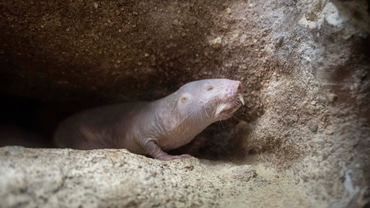 Naked Mole Rat Babies Youtube