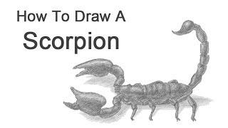 How to Draw a Scorpion