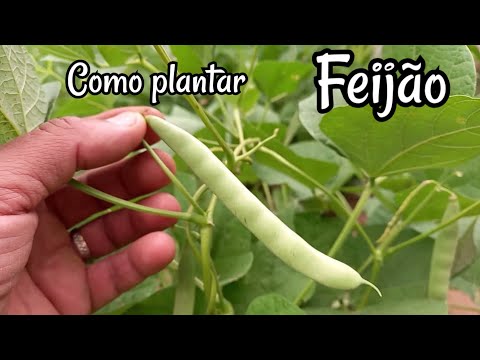 Vídeo: Tipos de plantas de feijão para crescer - Aprenda sobre as diferentes variedades de plantas de feijão