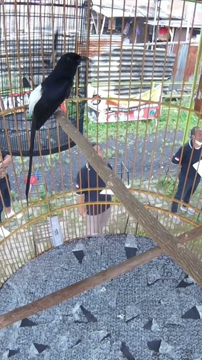 murai ngukluk #burung #murai