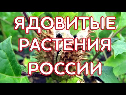 Ядовитые растения России.