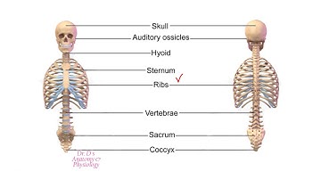 Axial and Appendicular Skeleton