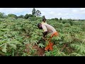 Typical african village life how to plant banana matooke in uganda farming farmer africa