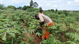 Typical African village life// how to plant banana// matooke in Uganda #farming #farmer #africa