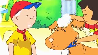 Caillou en Español Castellano | Lavado de perros de Caillou | Dibujos Animados Capítulos Completos