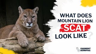 Identifying Mountain Lion Scat: What to Look For