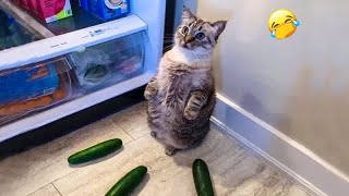 🙀😹 Try Not To Laugh Dogs And Cats 😍😸 Funny And Cute Animal Videos 2024 # 25