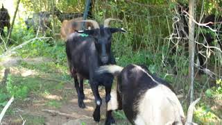 Spanish Goats Guardian Llama And Simangus Steer Clearing Land