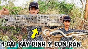 lần đầu tiên thăm bẫy rắn 1 cái vô 2 con Bích lòng