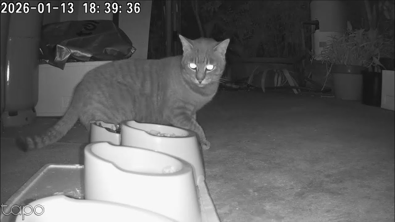 見守りカメラが映していた、外猫たちのいつもの日常