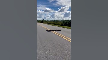 Big Python Snake 🐍