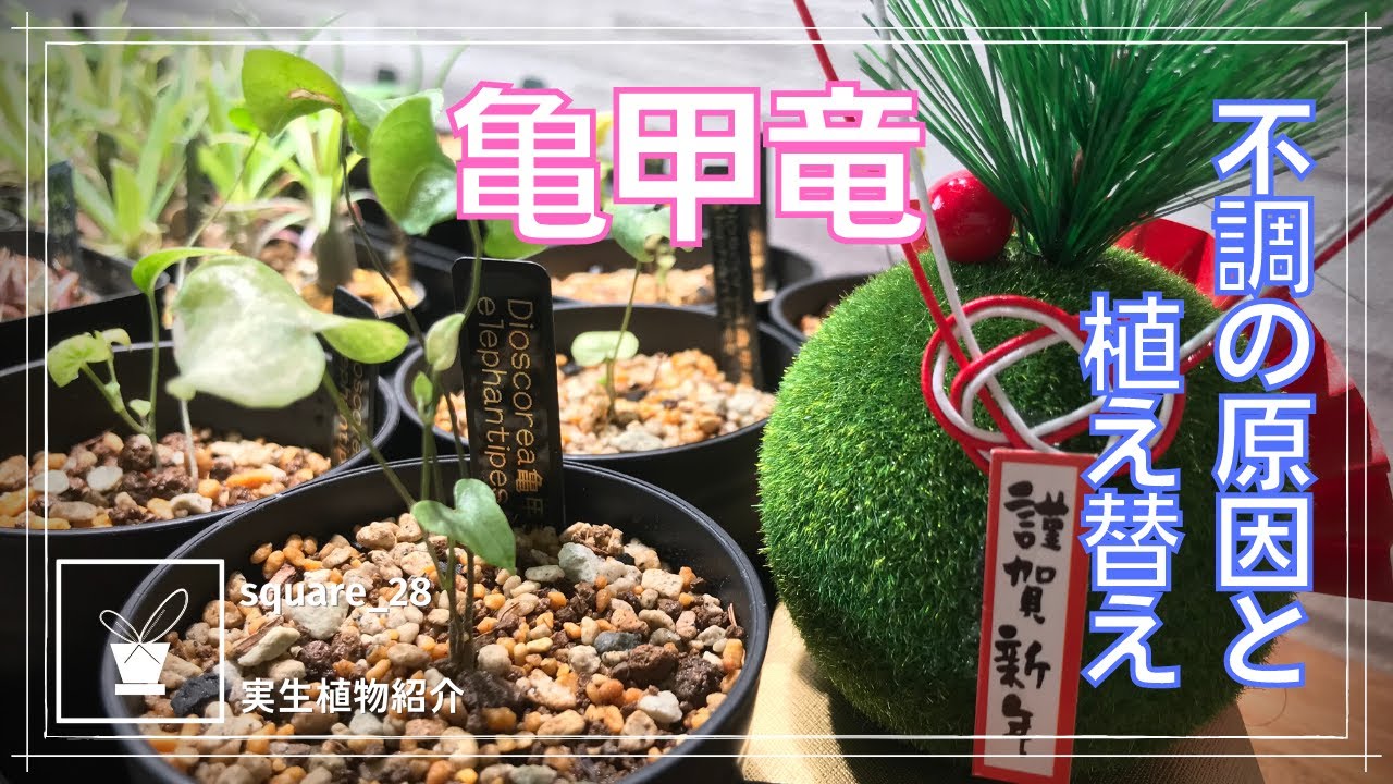 塊根植物】亀甲竜の不調〜植え替え＆復活【実生記録】 - YouTube
