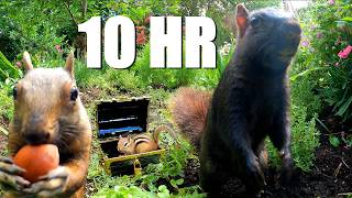 Dog & Cat TV: 10 HOURS of Ambient Garden and Forest Animals Eating & Playing (4K)