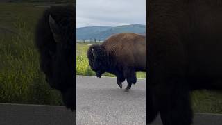 Bison uses road lane properly