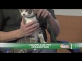 Heartland Pet Connection interview, NBC Nebraska Midday / October 17, 2014