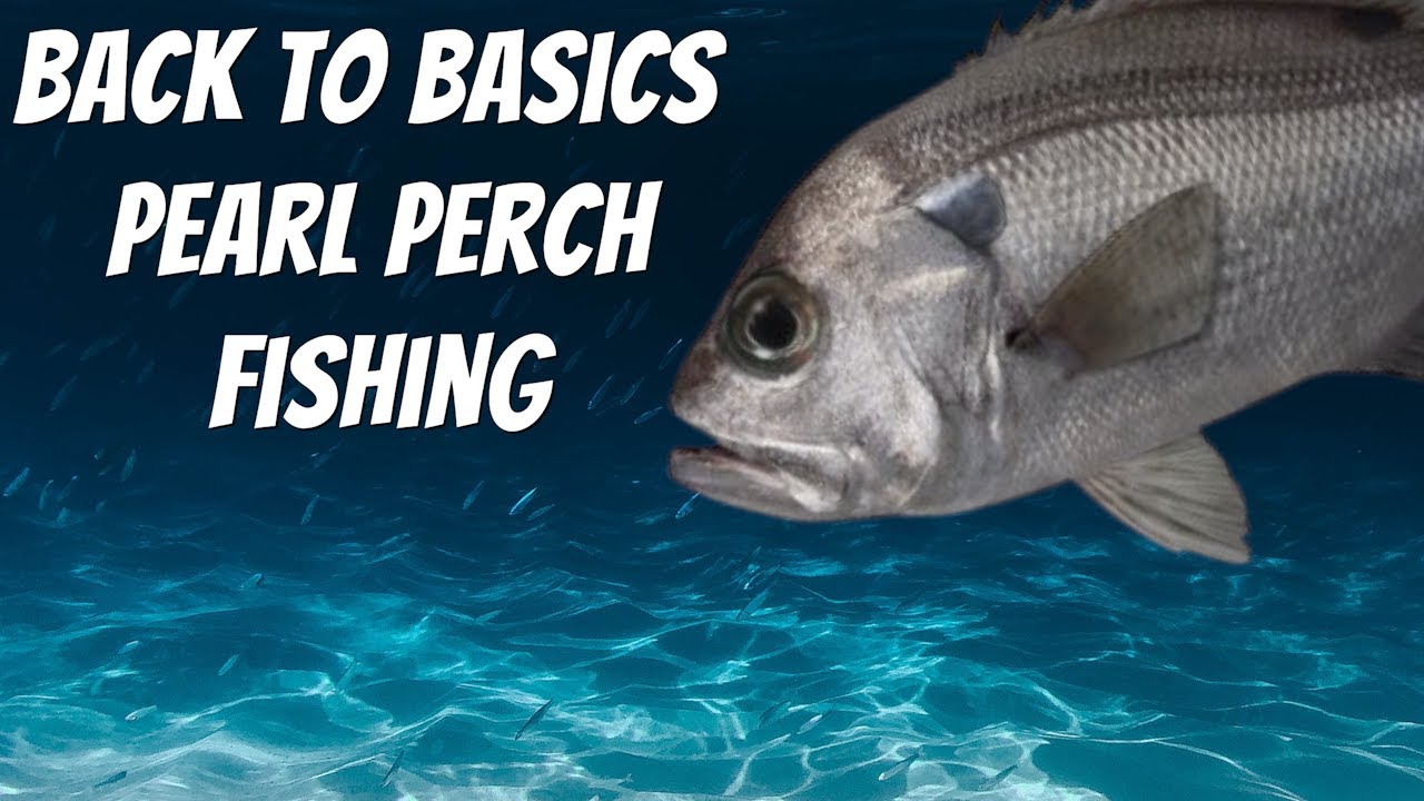 PEARL PERCH BASICS Chasing deep water Pearlies. YouTube