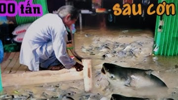 Chuyện Lạ Đồng Tháp Xuất Hiện Đàn Cá Hơn 100 Tấn Trên Sông Tiền 