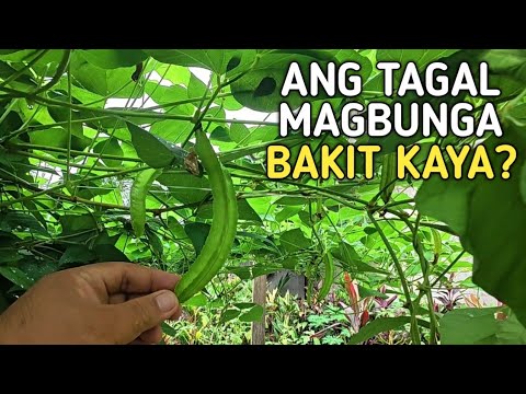 Matuto Paano magtanim ng Sigarilyas